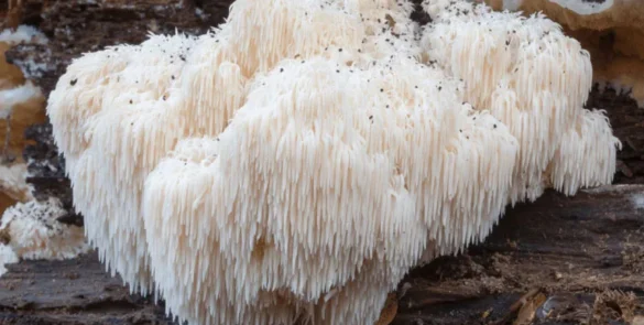 LION'S MANE nauda
