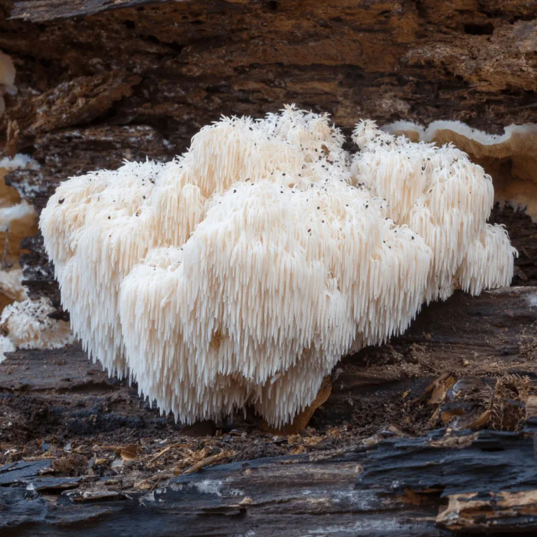 Read more about the article LION’S MANE nauda: 7 naudingos grybo savybės