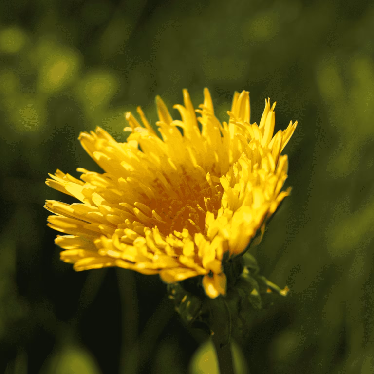 Read more about the article Kiaulpienė – piktžolė ar itin naudingas augalas virškinimui?