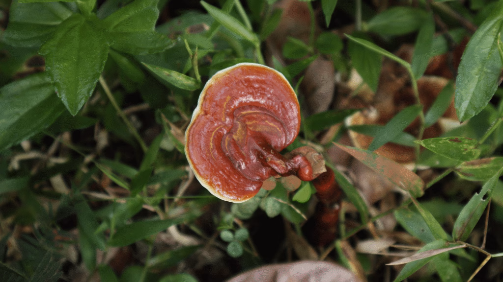red reishi
