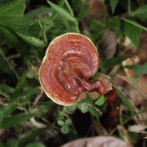red reishi