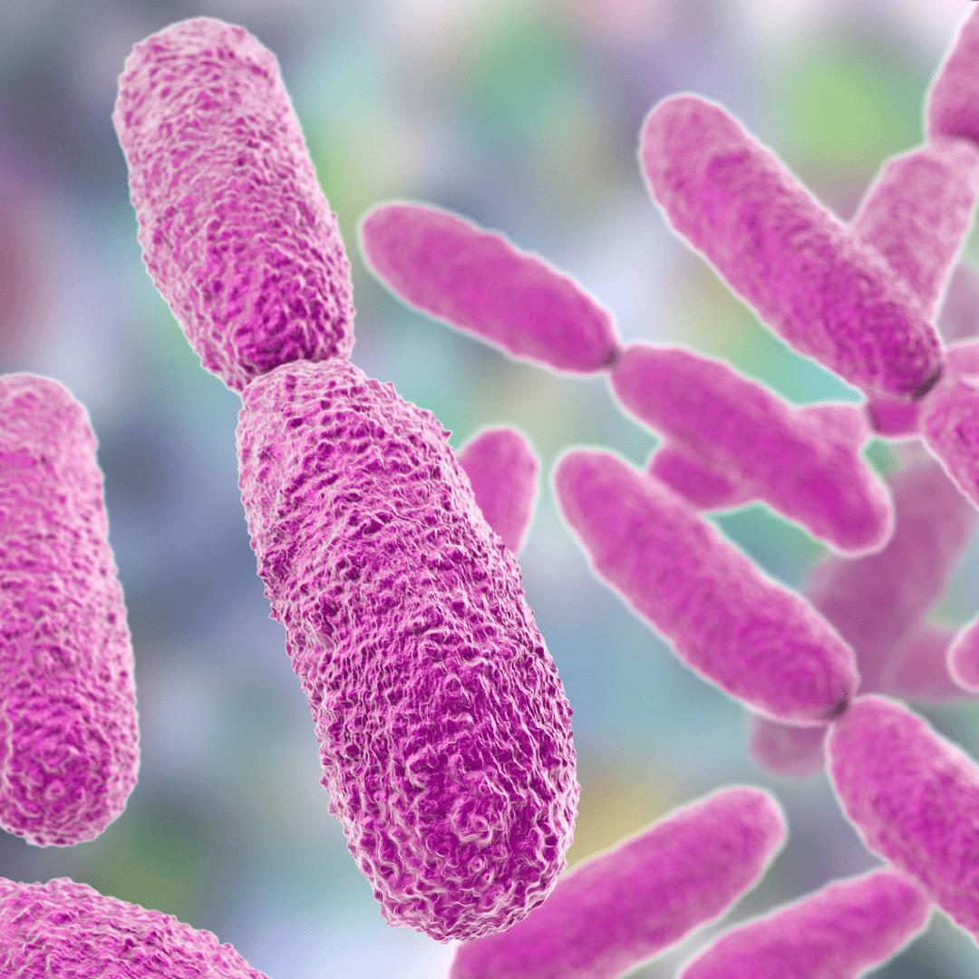 Read more about the article 17 mokslu pagrįstų Bacillus subtilis (Šieno lazdelės) naudų sveikatai