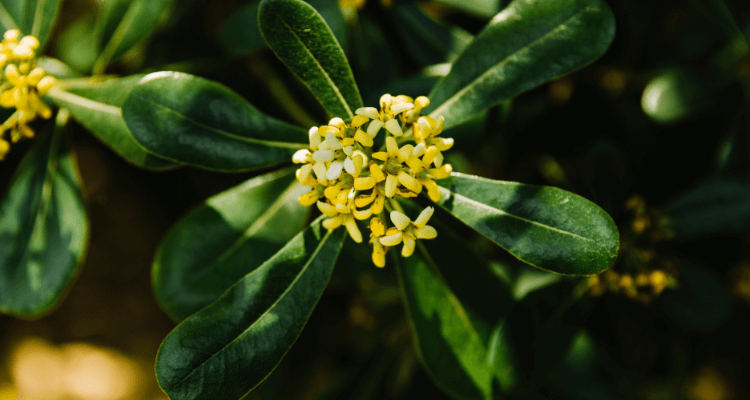 camelina sativa