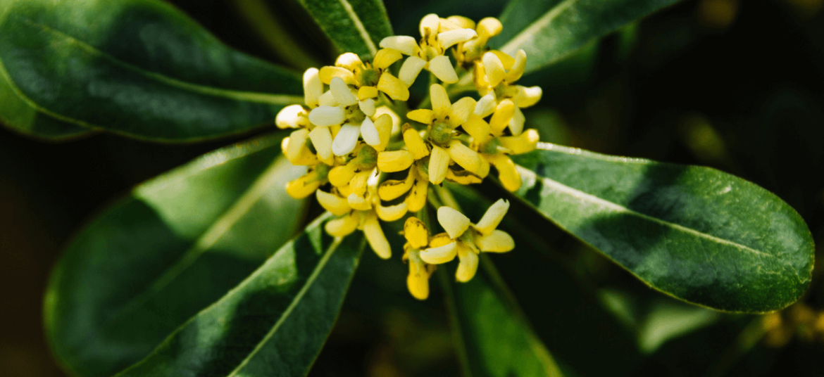 camelina sativa