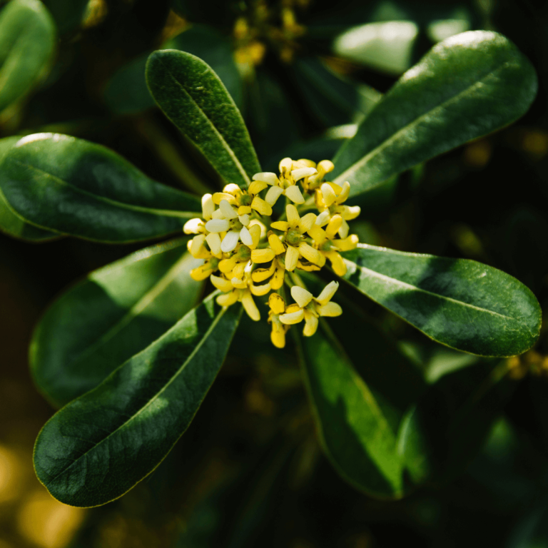 Read more about the article Viskas, ką turime žinoti apie Camelina sativa (Sėjamosios judros) aliejų